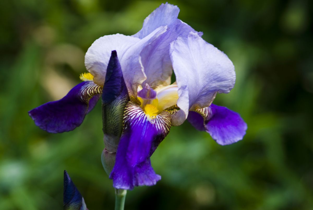 Bearded Iris cottage garden