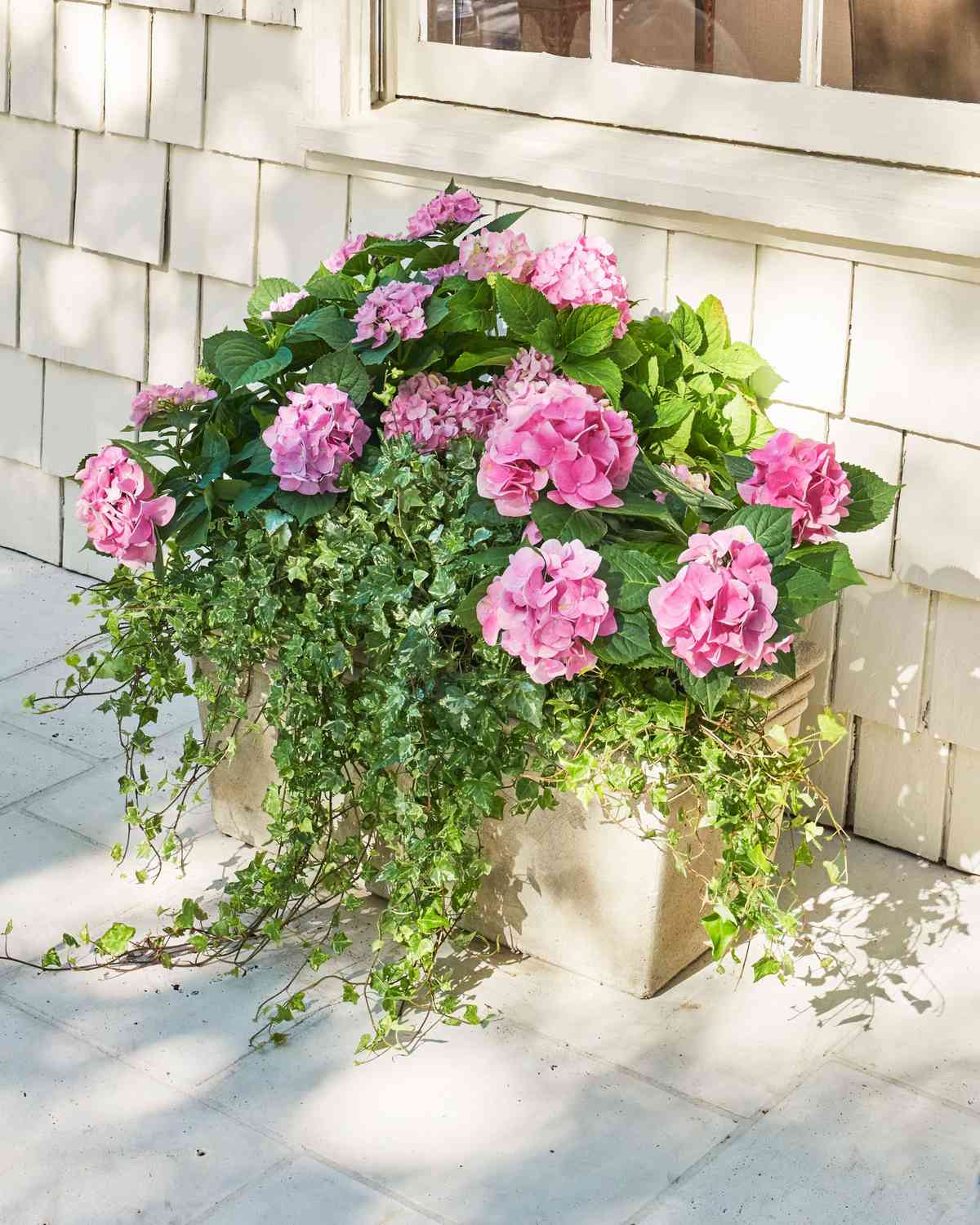 Pink French Hydrangeas in container with English Ivy