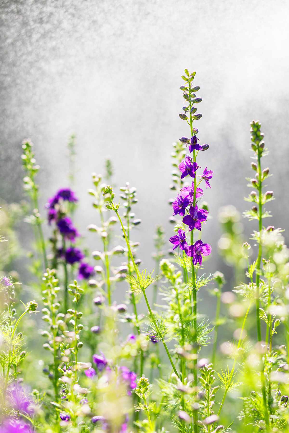 Purple Flowers in field