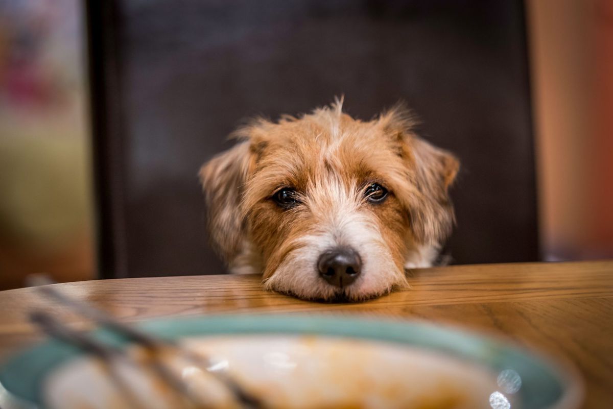 Parson's Terrier with Face on Table