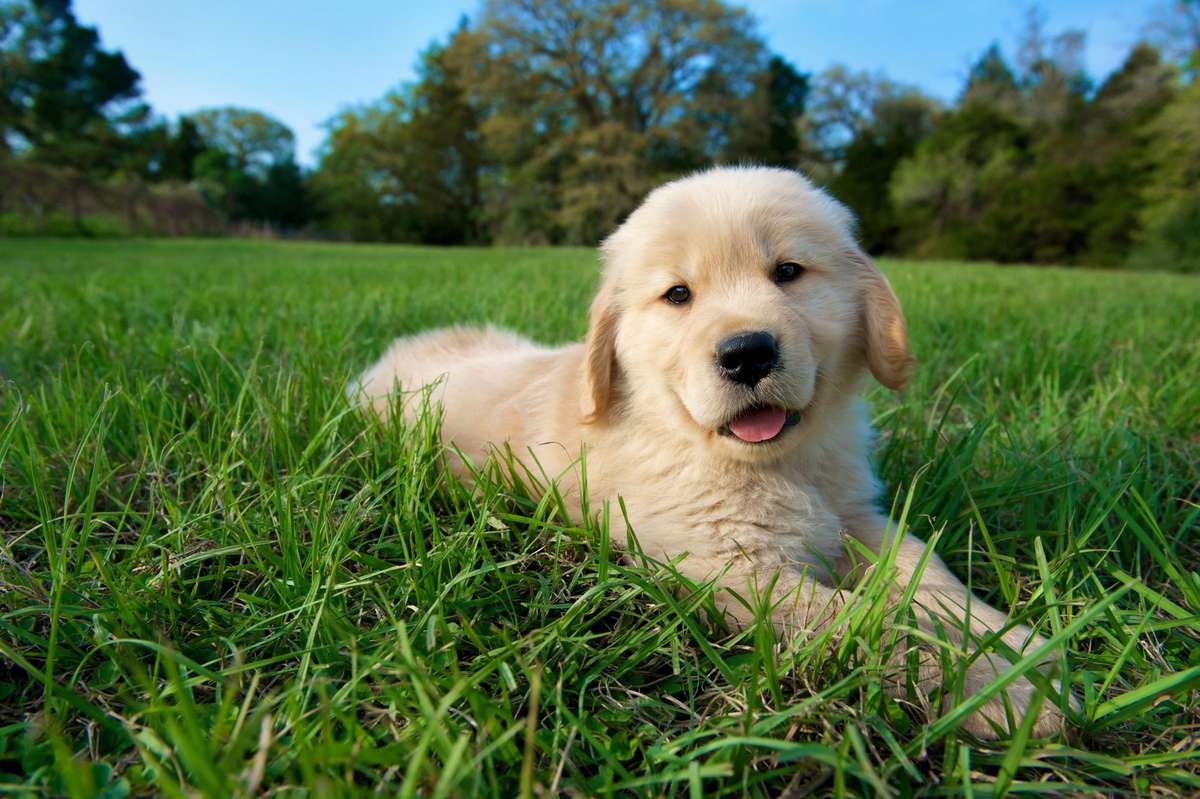 Golden Retriever Puppy Laying on Grass