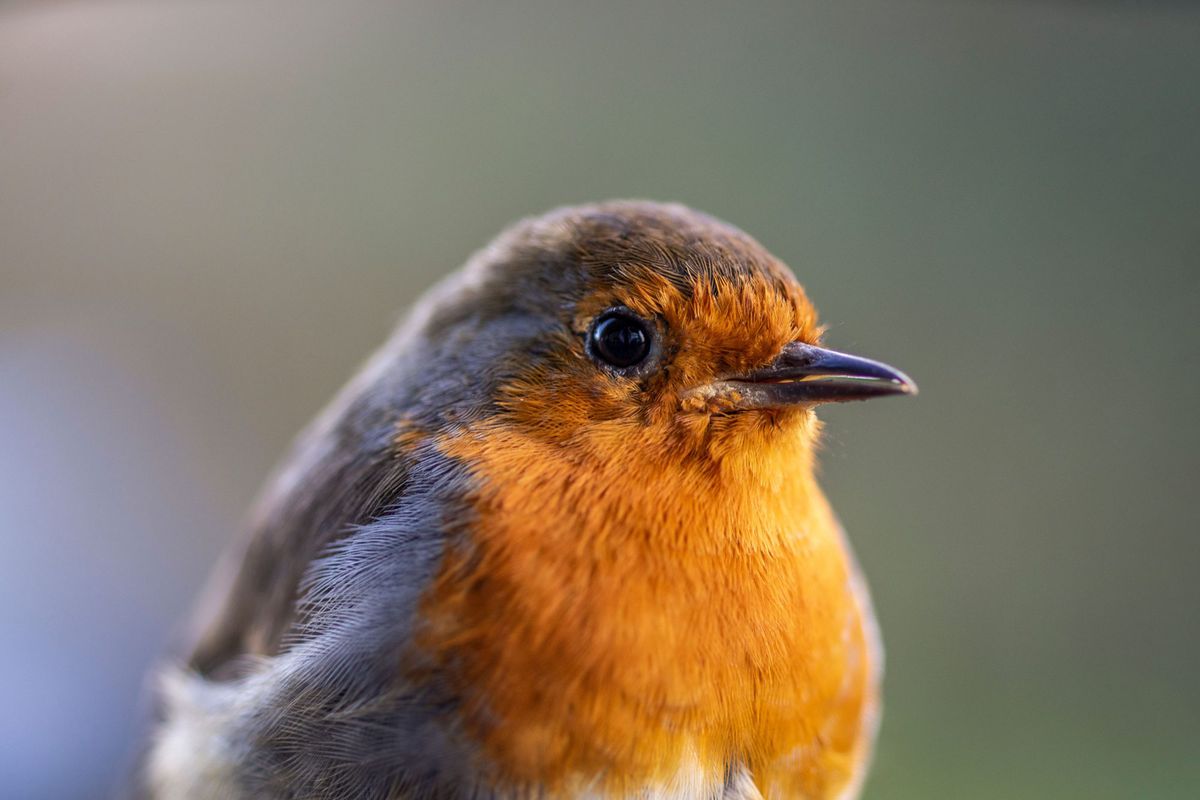 Close Up of Robin