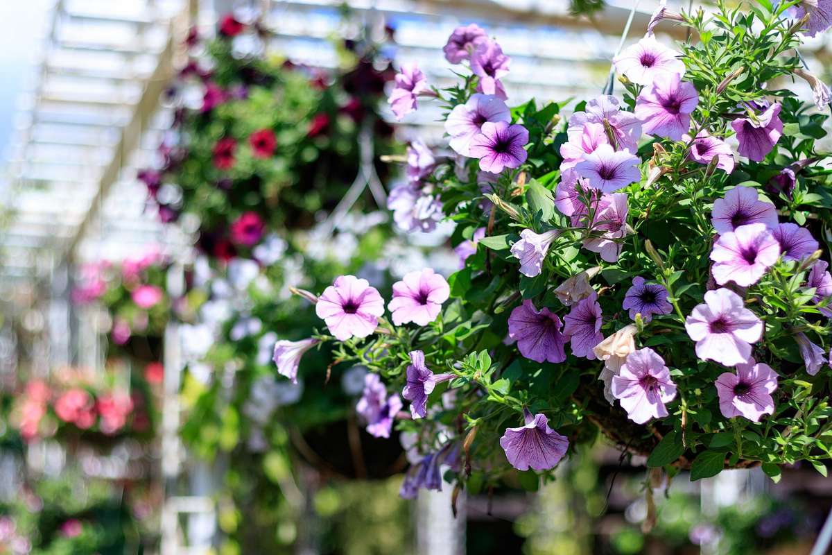 Facts About Geraniums Gardeners Should Know   Southern Living