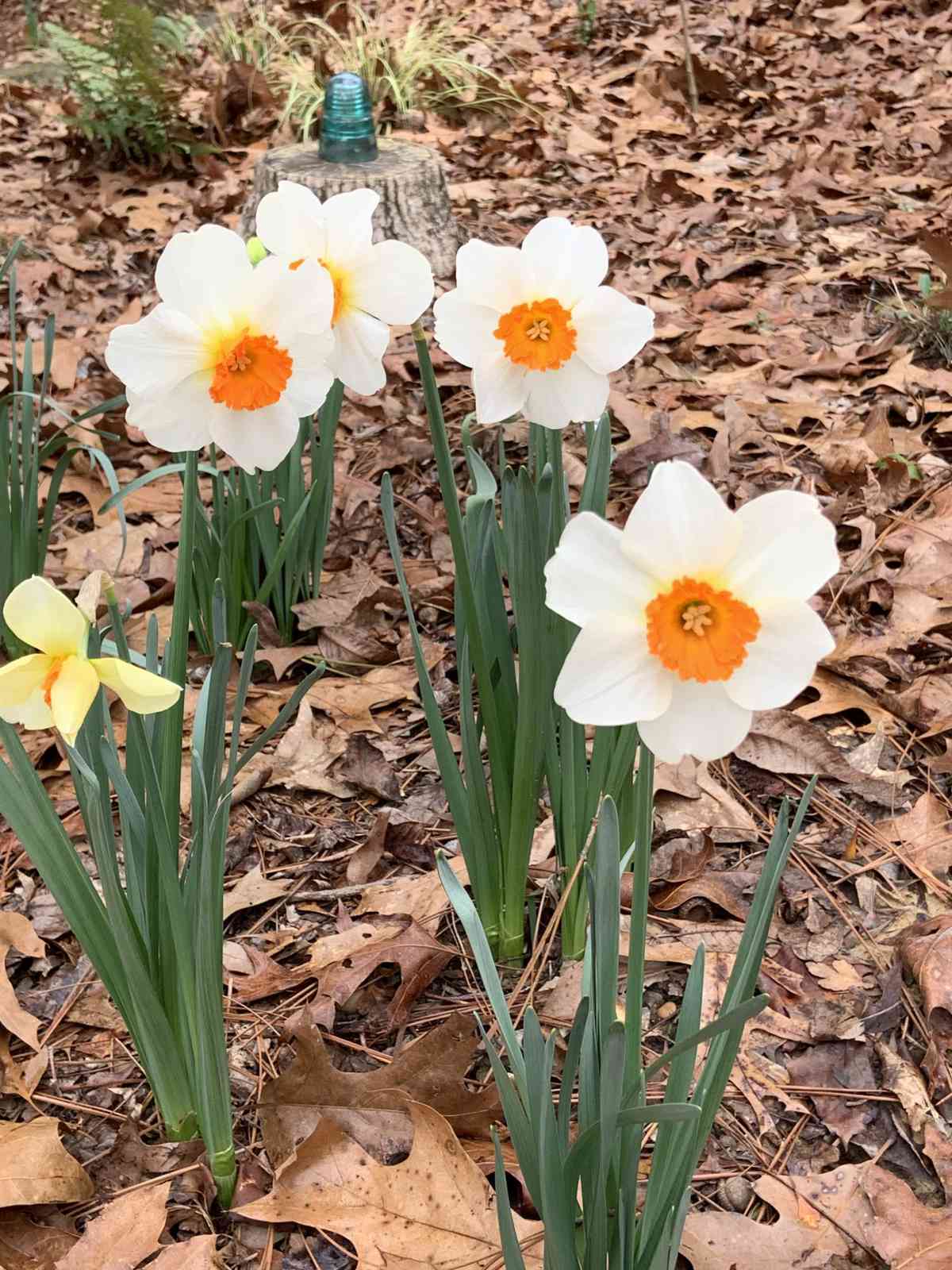 'Barrett Browning' daffodils