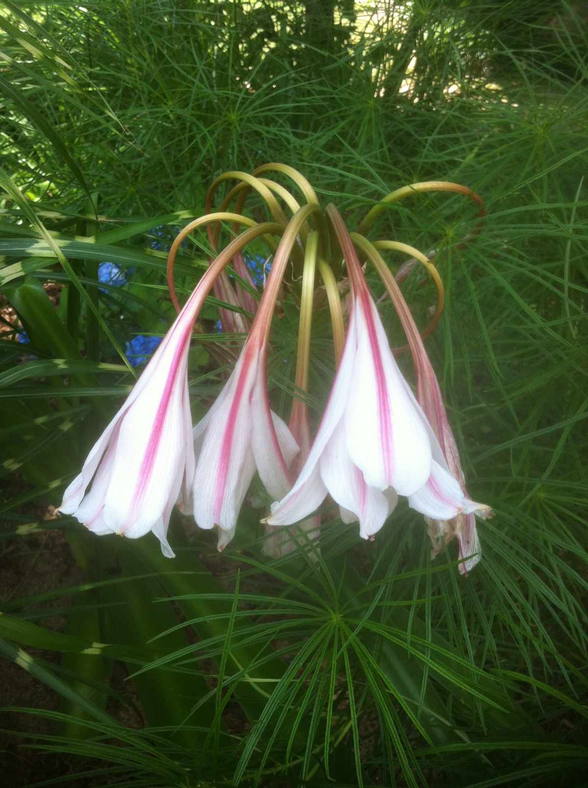 Milk-and-wine lily