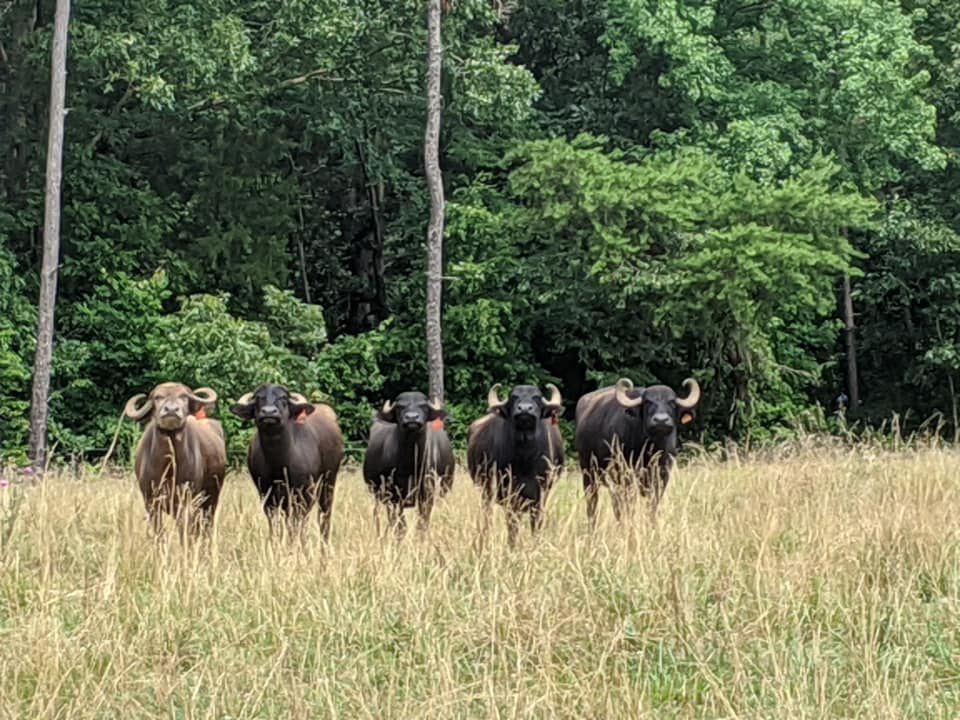 Fading D Farm Water Buffalo North Carolina