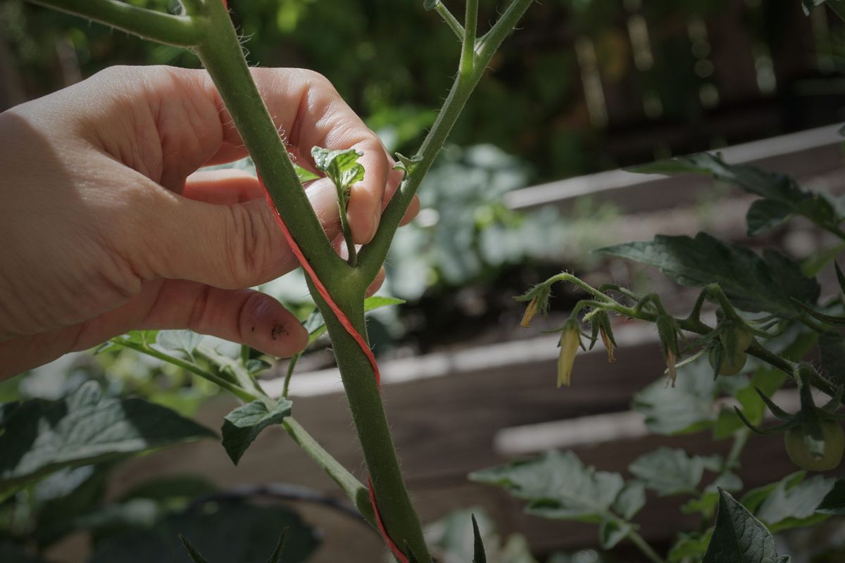 Prune a tomato plant