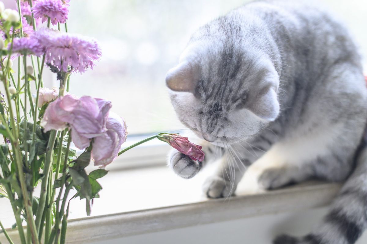 Cat Playing with Flower