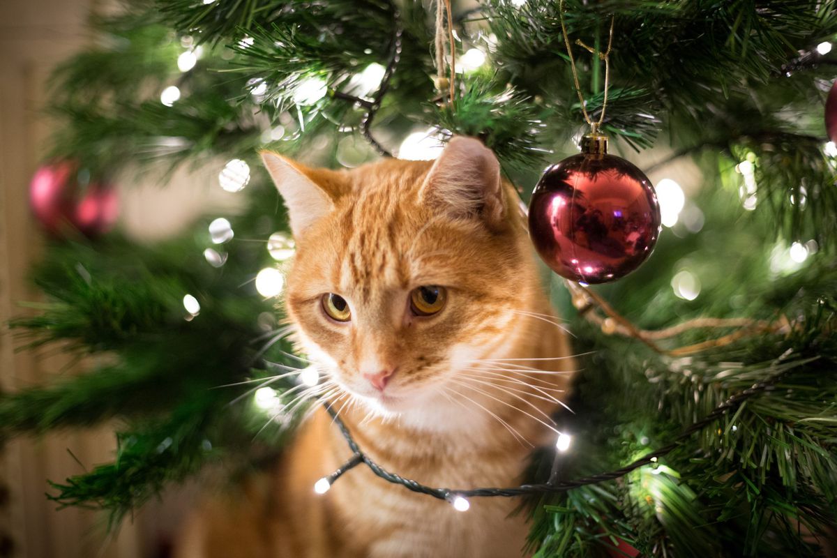 Close-Up Of Ginger Cat By Christmas Tree