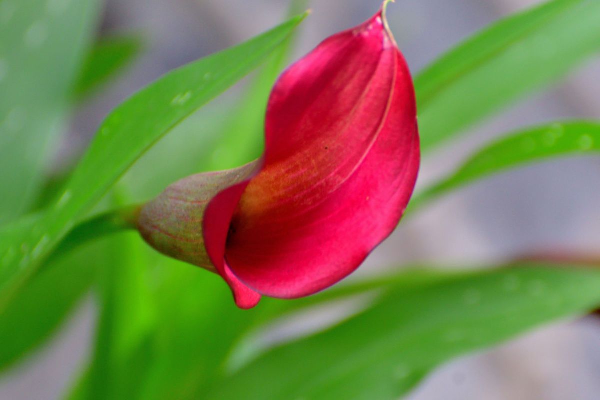 Red Calla Lily
