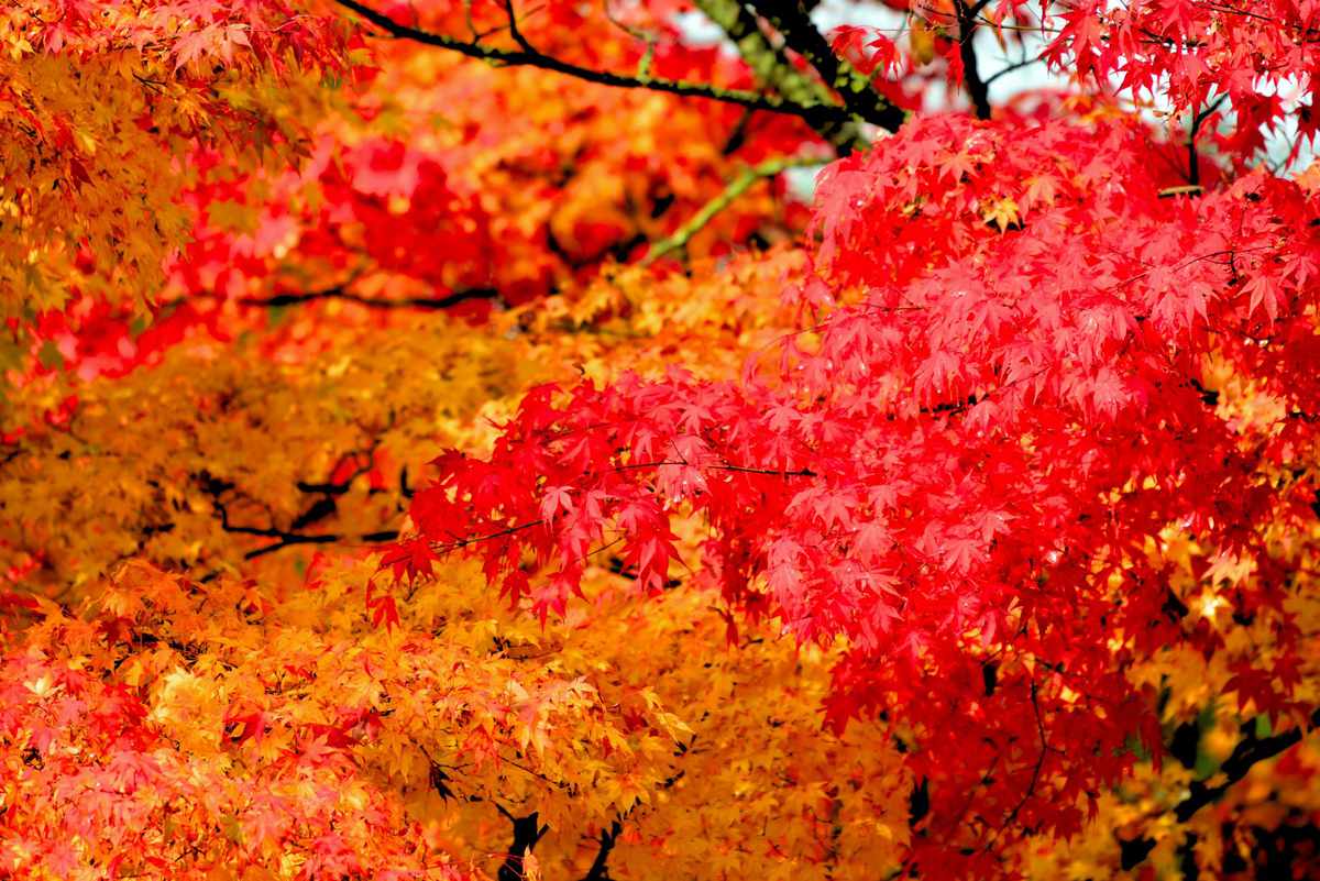 Japanese Maple Tree with Fall Color