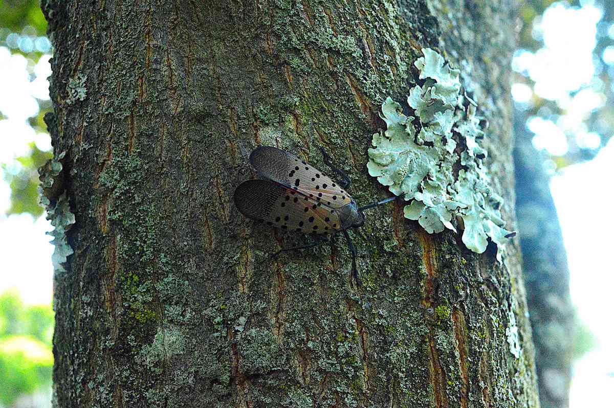 Spotted Lanternfly on Tree Trunk