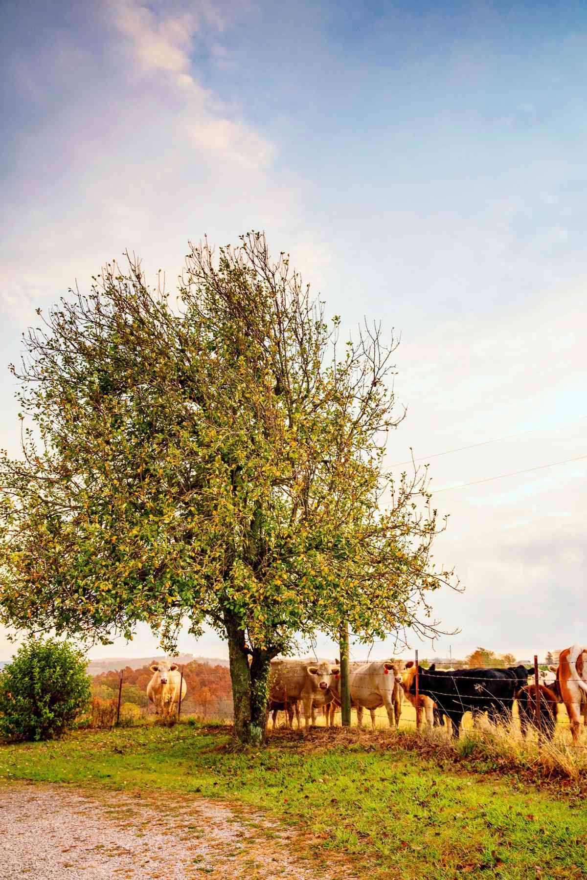Cows on Farm near Buffalo National River in the Ozarks, Arkansas