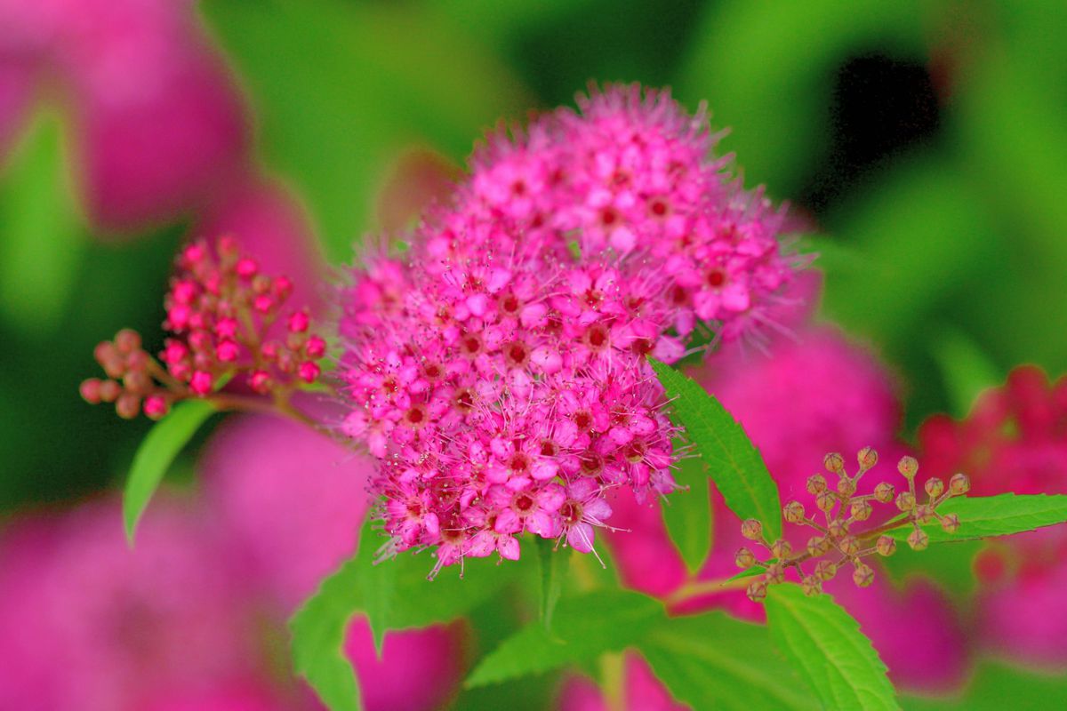 Pink Flowers on Japanese Spiraea