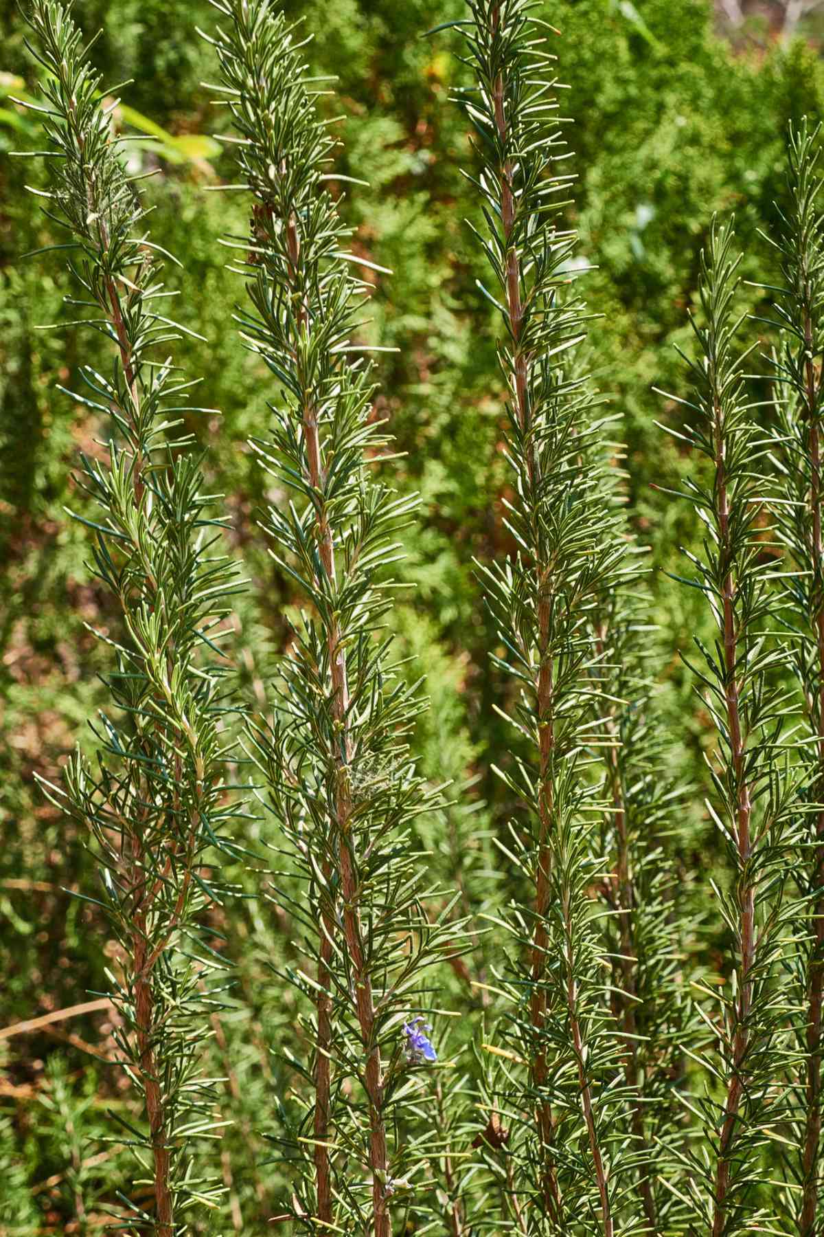 Sprigs of fresh rosemary in natural environment