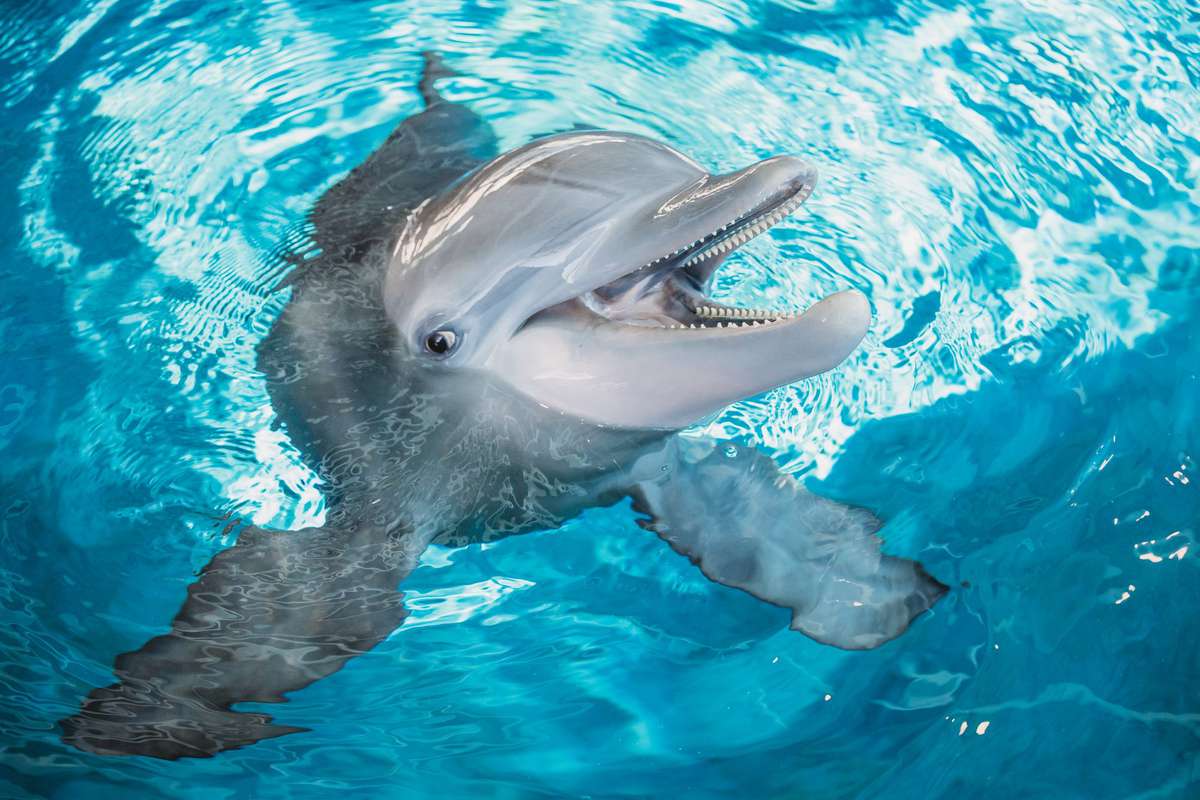 Winter Dolphin