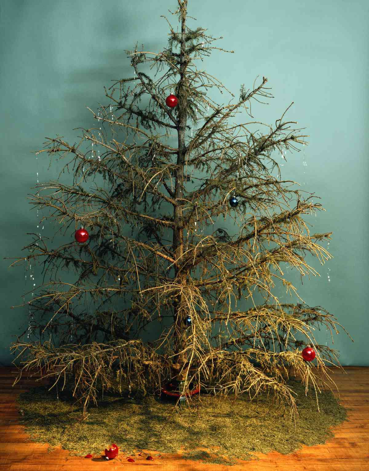 Christmas Tree with Dropped Needles