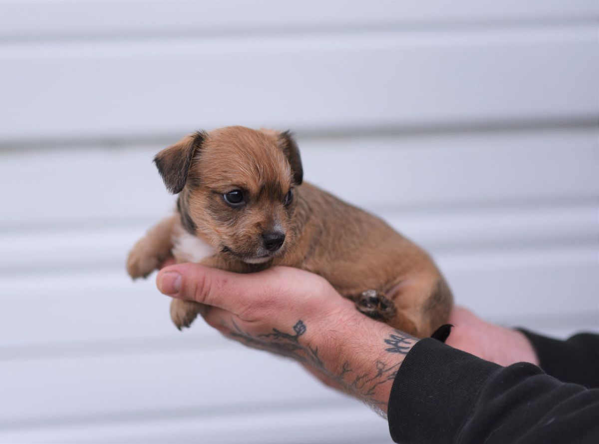 Louisiana Shelter Puppy