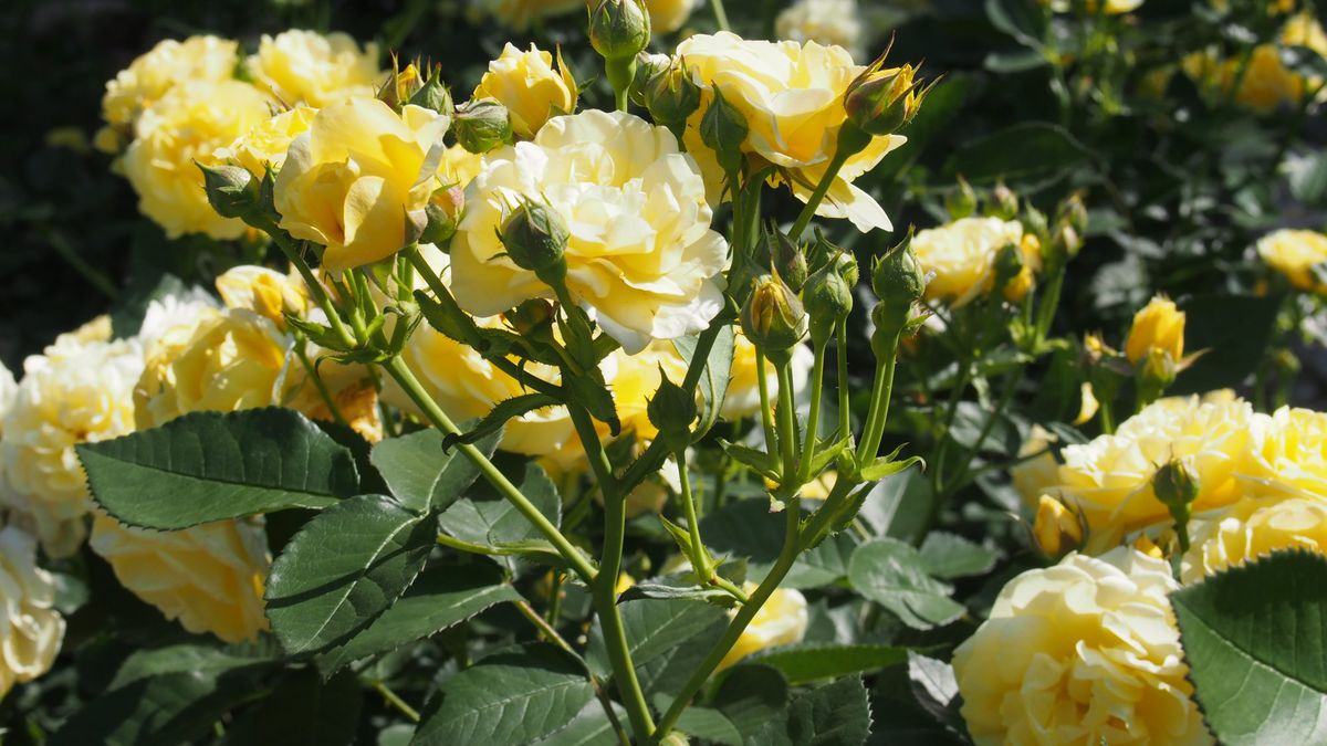 <p>Rosa hemisphaerica</p>
                            <p>Native to western Asia, this rose is a spring-blooming species with single- or double-flowering forms. The blooms are big and of a bright yellow hue, and they are borne on large shrubs, which can be planted as a border or a centerpiece in the garden.Learn more.</p>
                            