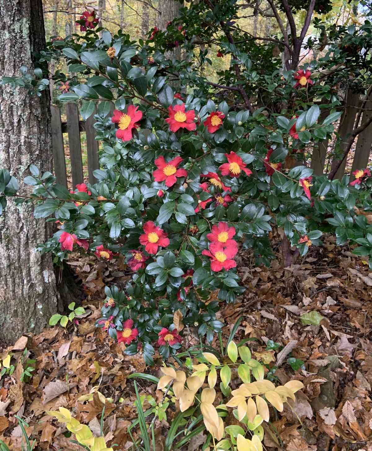Yuletide Camellia Bush