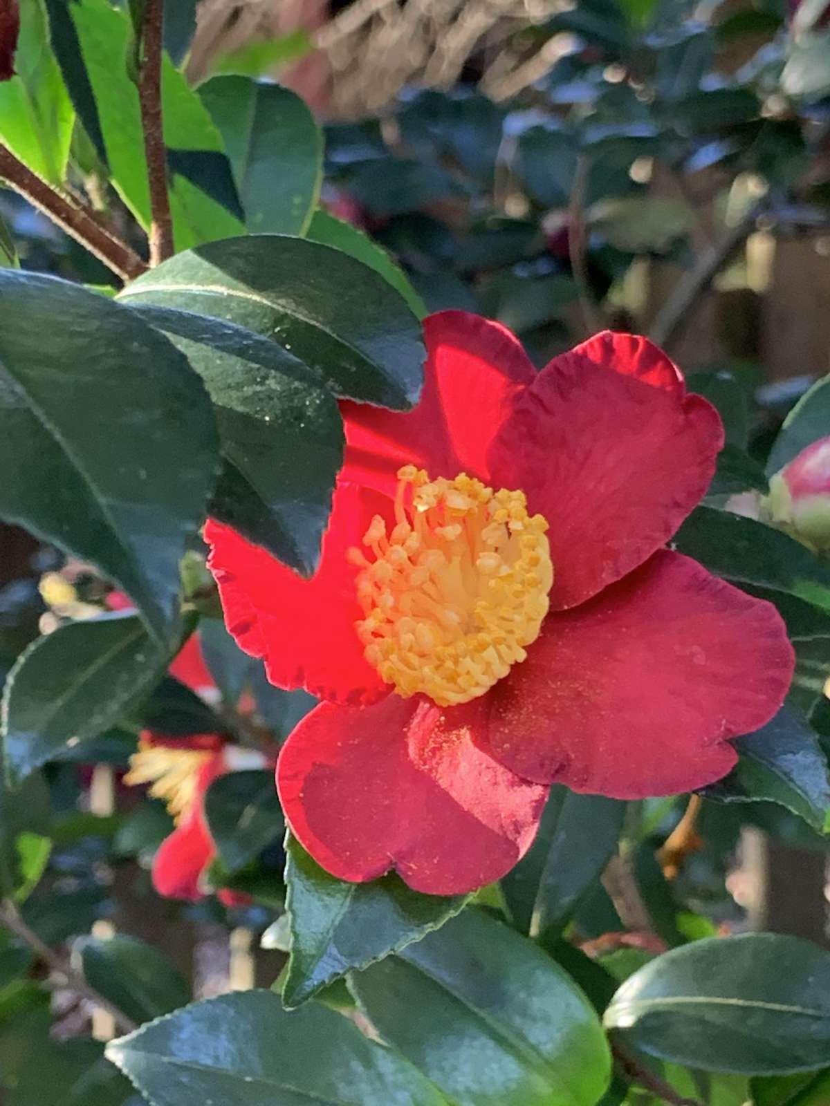 Yuletide Camellia Bloom