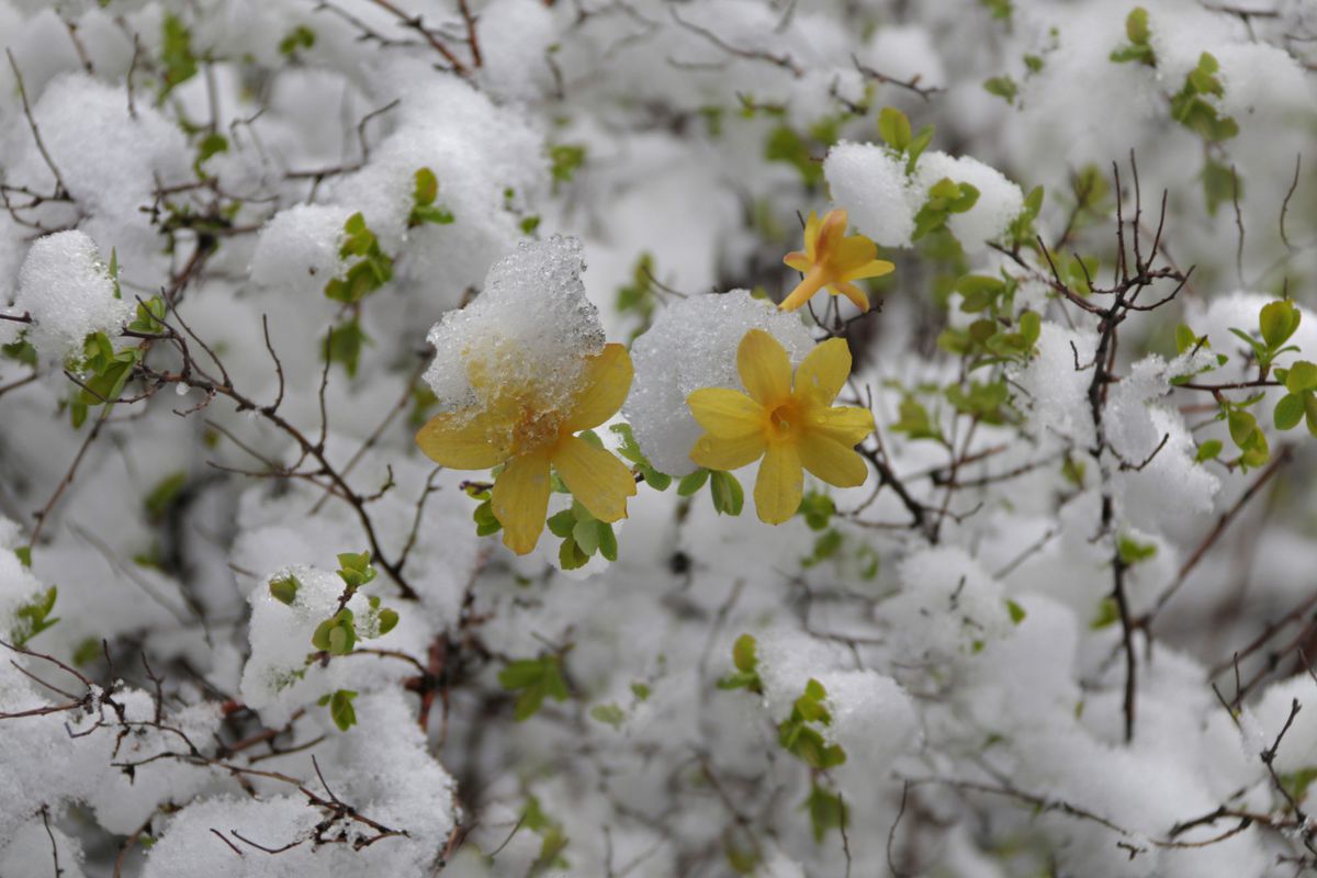 Yellow Winter Jasmine Flowers Covered in Snow