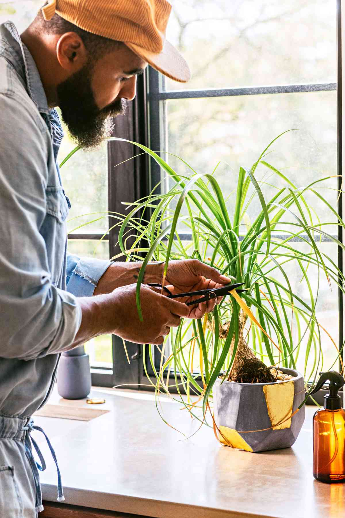 Hilton Carter Pruning his Ponytail Palm Plant