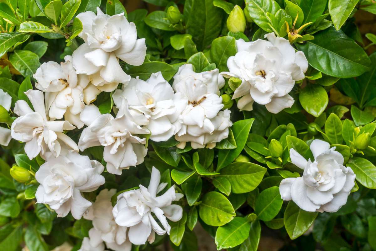 Low Maintenance Evergreen Shrubs To Bring Color To Your Southern ...