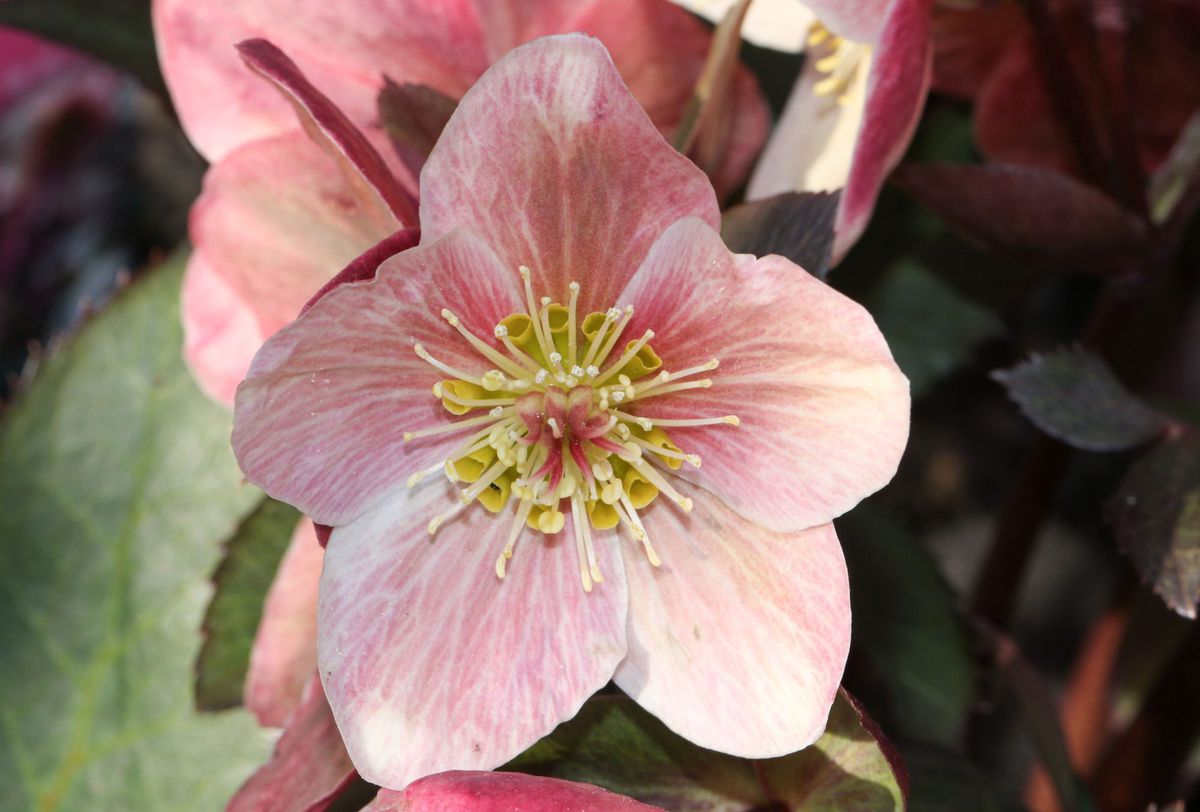 Pink Frost Hellebore