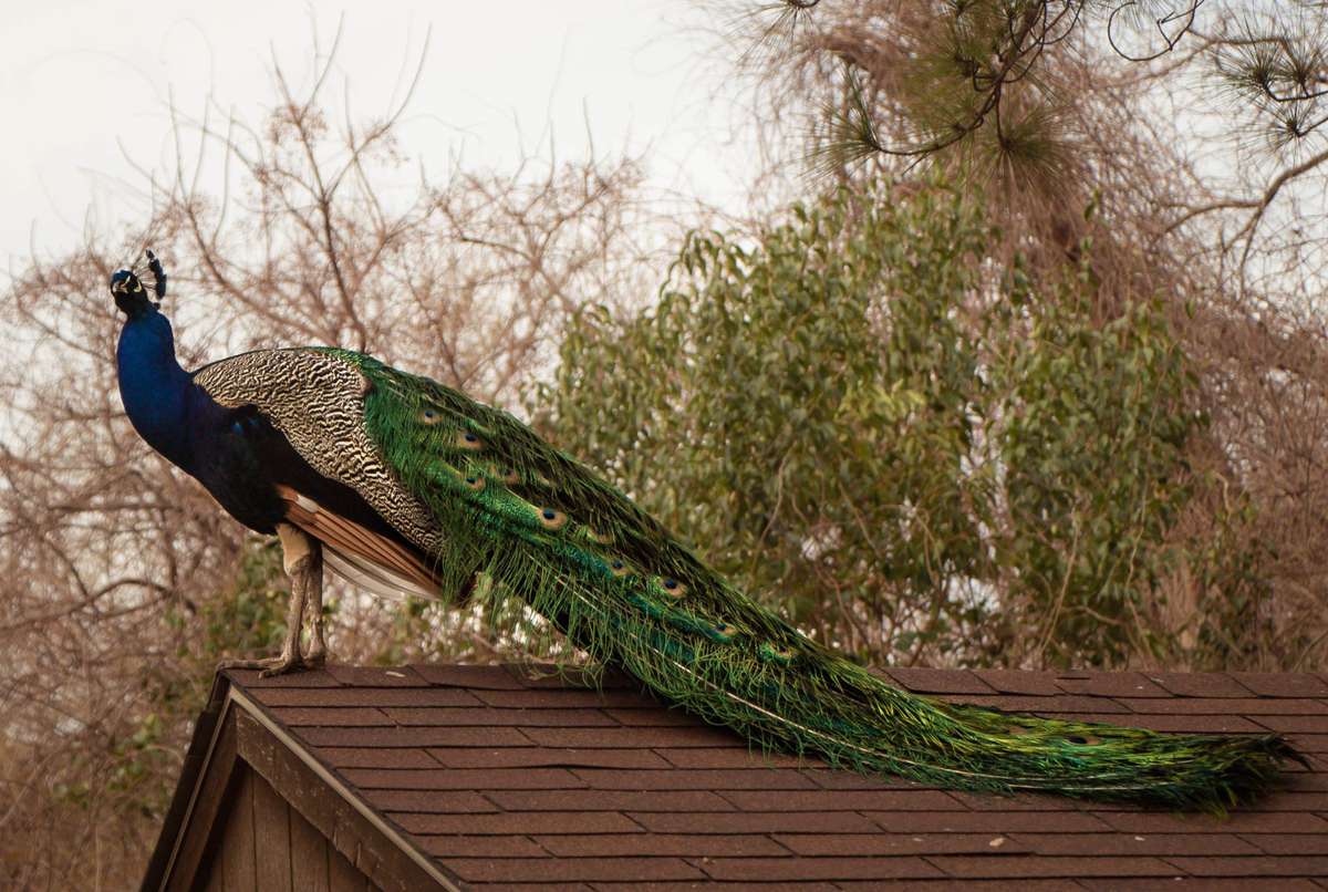 Low Angle View Of Peacock Perching On House