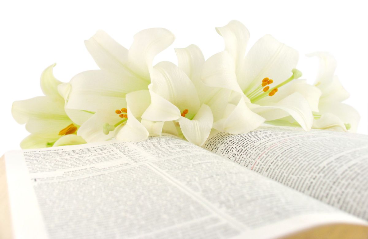 White Lilies on Open Bible