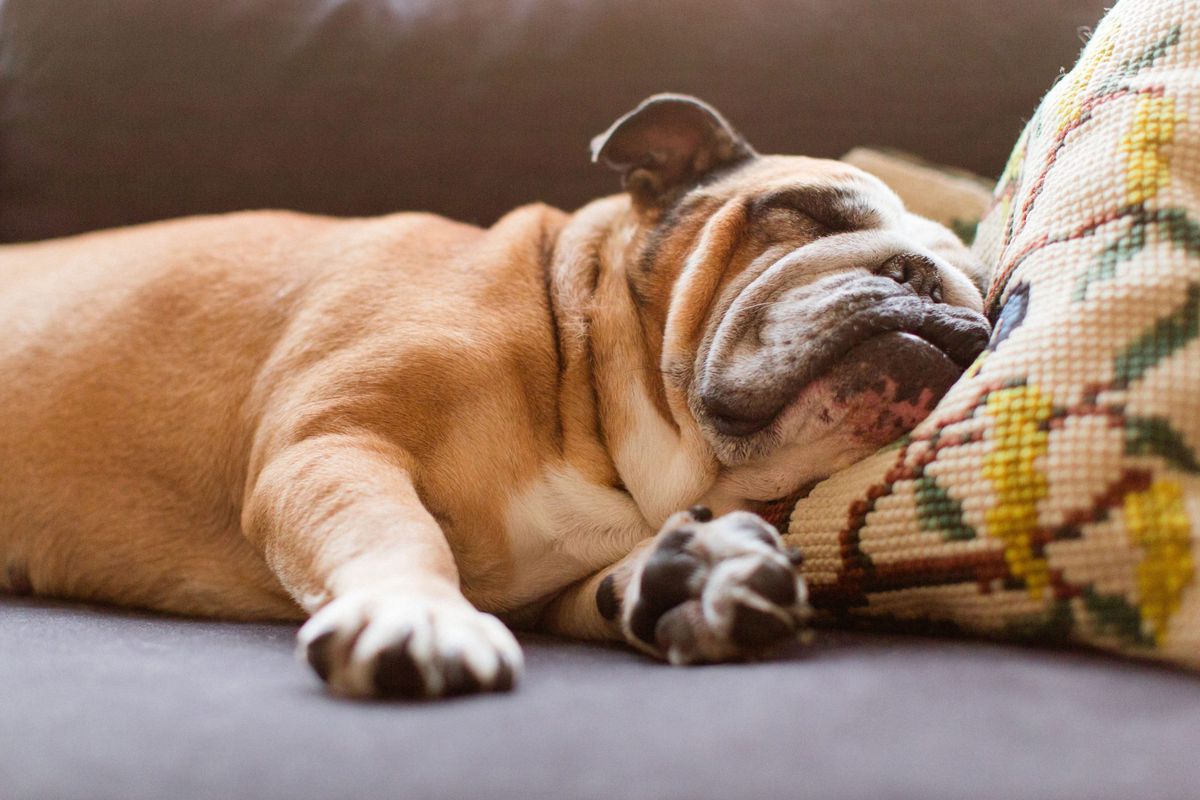 English Bulldog Sleeping on Couch with Head on Needlepoint Pillow