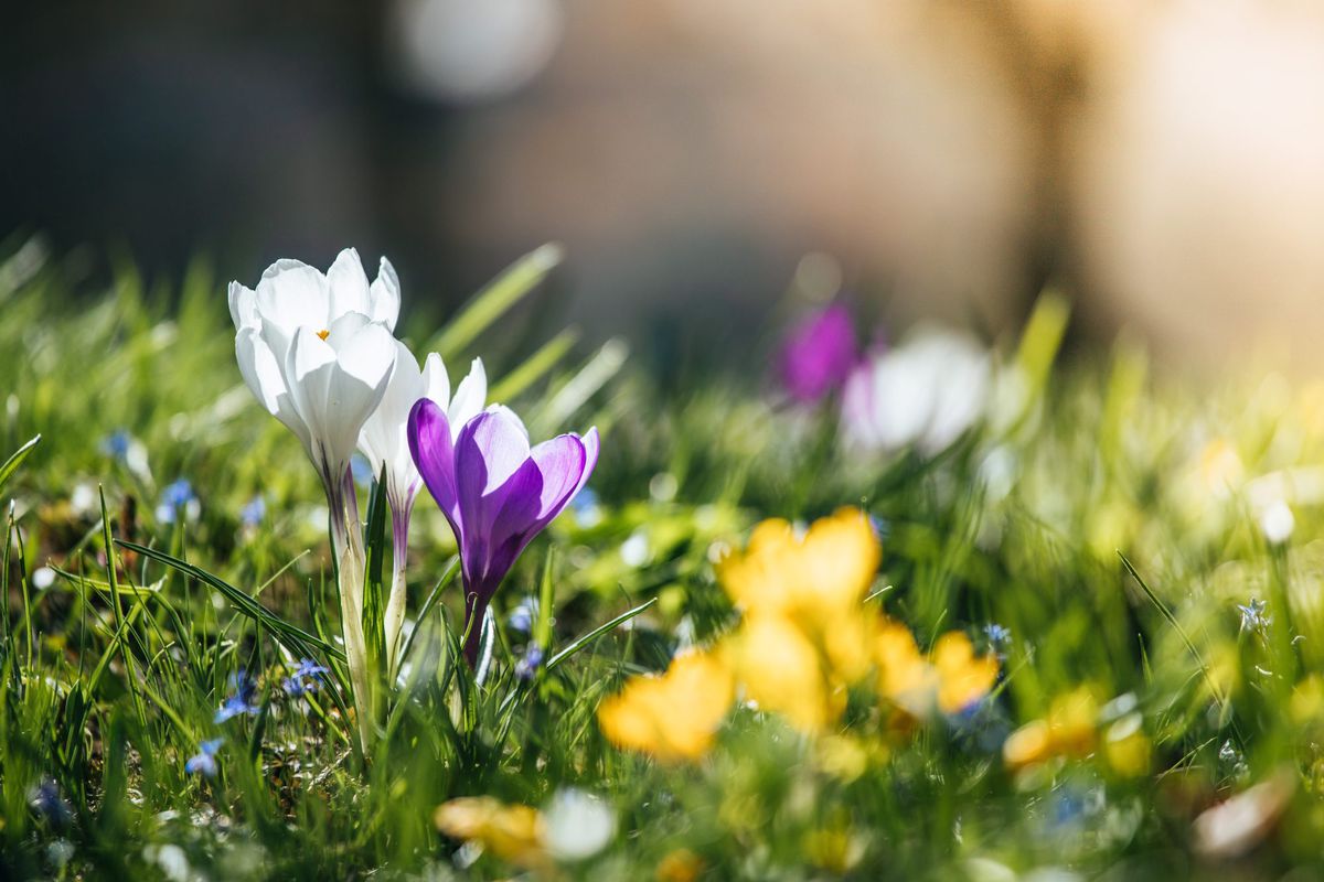 Springtime. Spring flowers in sunlight, outdoor nature. Wild crocus