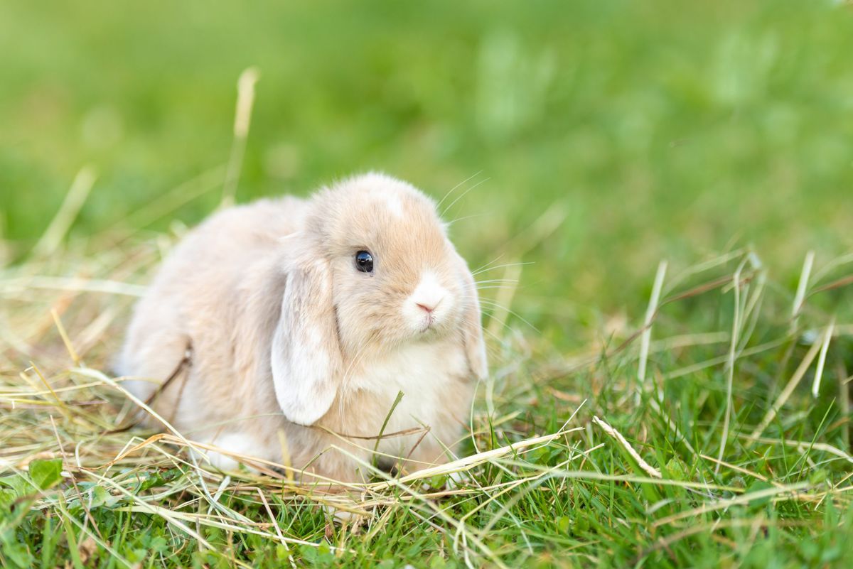 cute baby rabbit outside in garden
