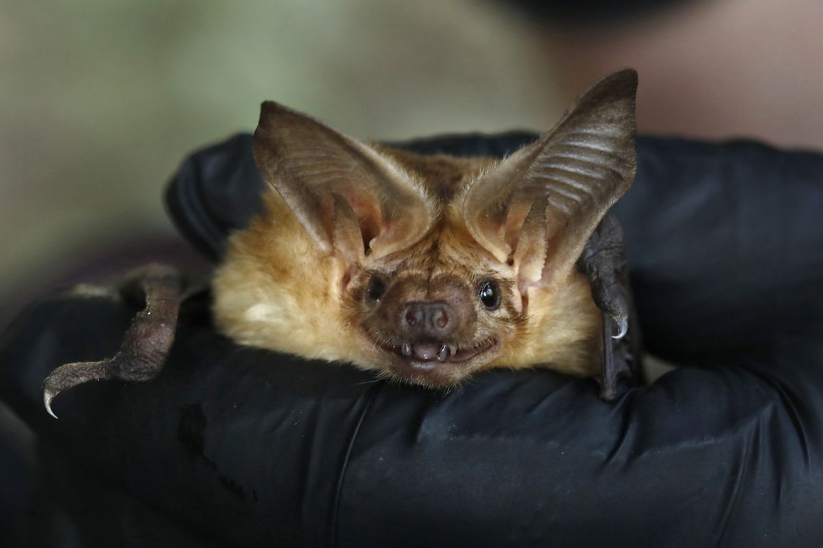 White-nose syndrome bat