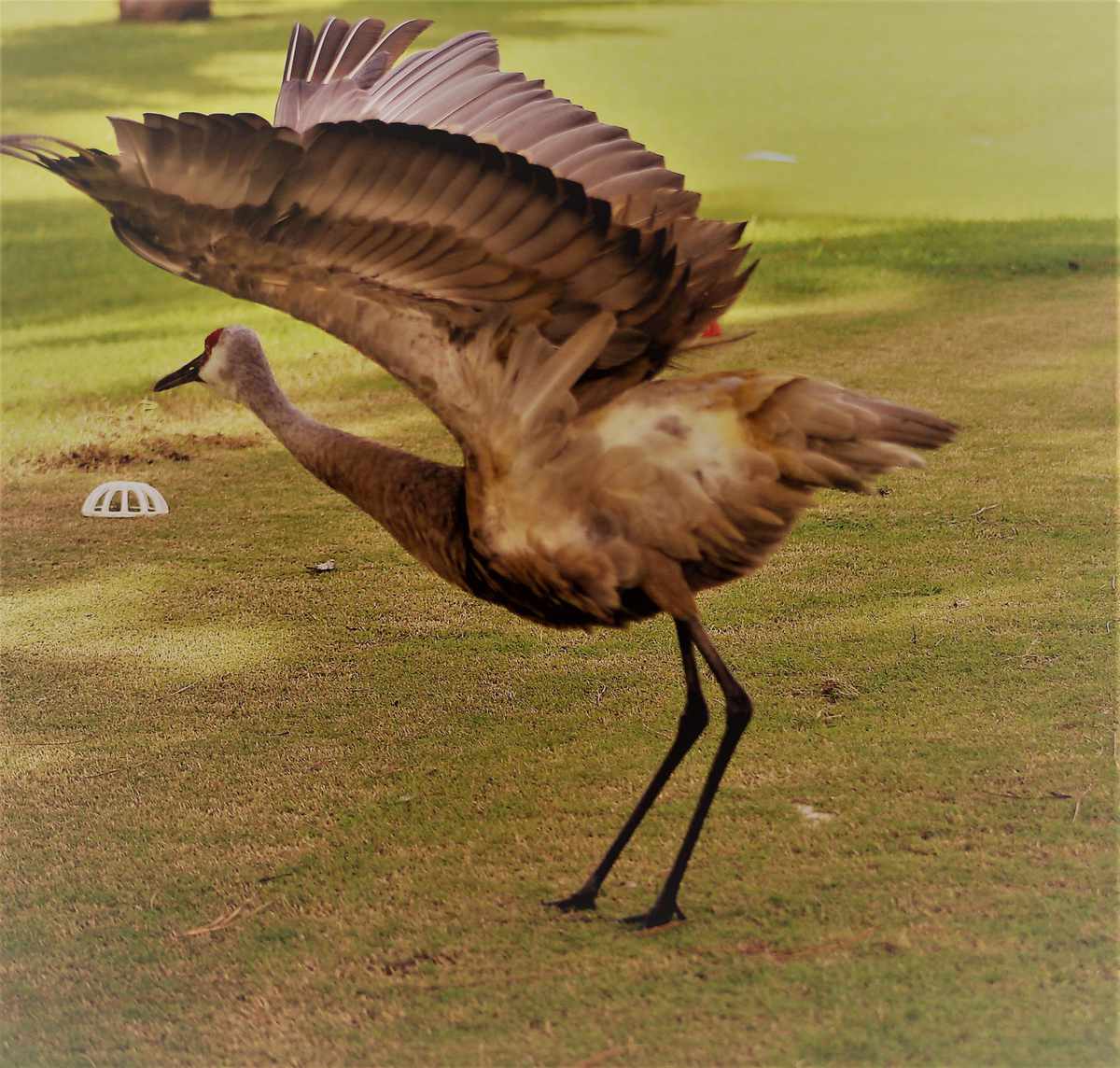 Sandhill Crane Golden Wingspan