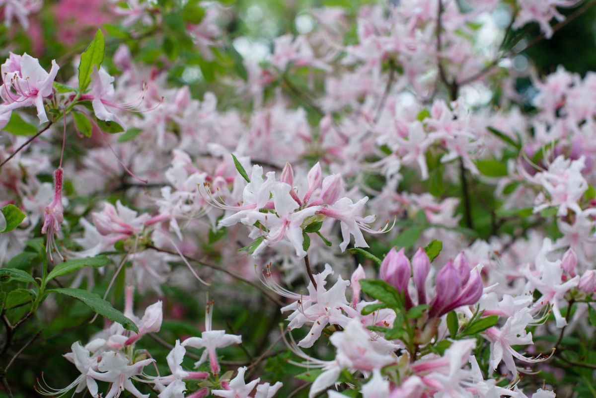 pinxterbloom azalea (Rhododendron Periclymenoides)