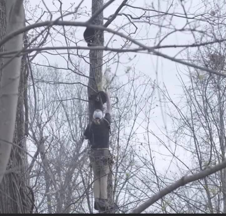 Rescuer Climbs 40 Feet to Free Baby Bears From Tree in Asheville
