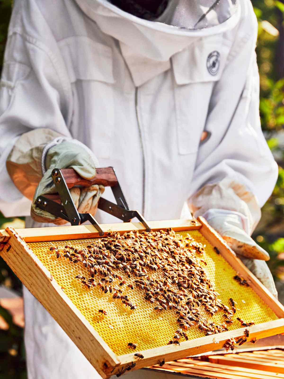Ryan Clark's Bee Hives