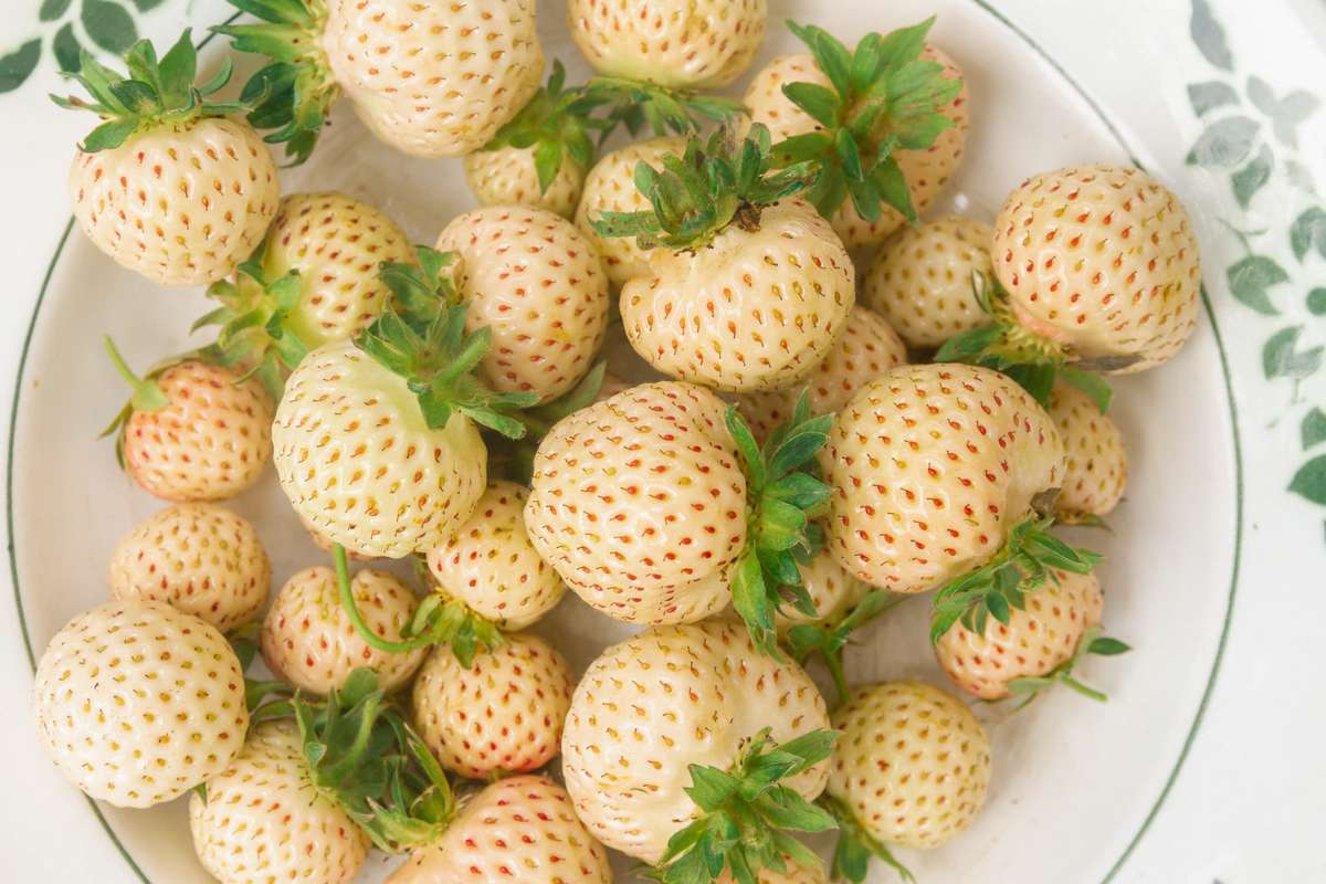 White pineberry strawberries are picked from a Bush and placed on a plate in the garden in the summer