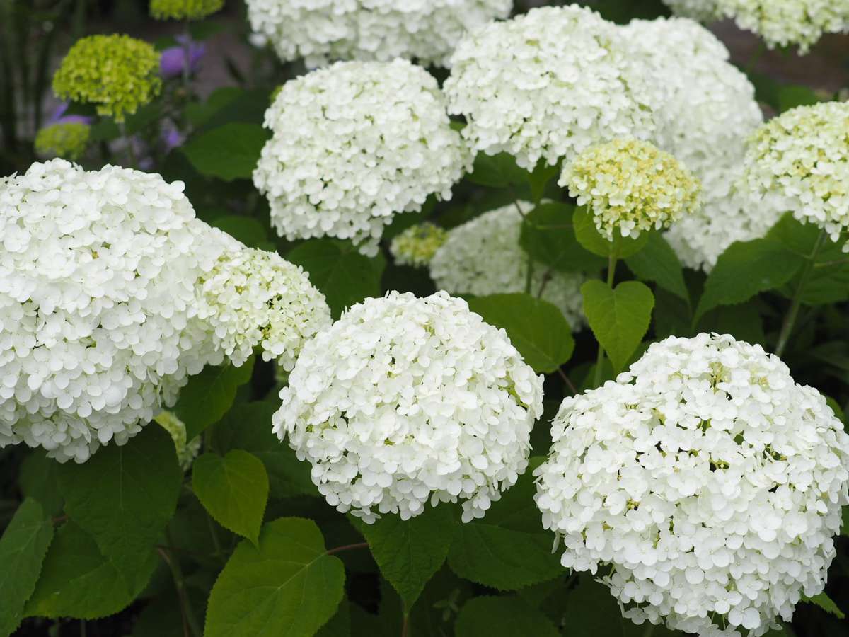 Close-Up Of White Hydrangea Flowers