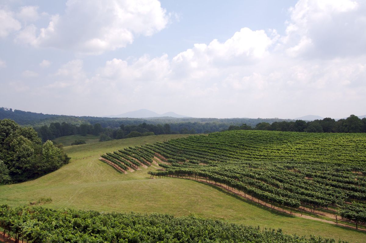 Vineyard View In Georgia