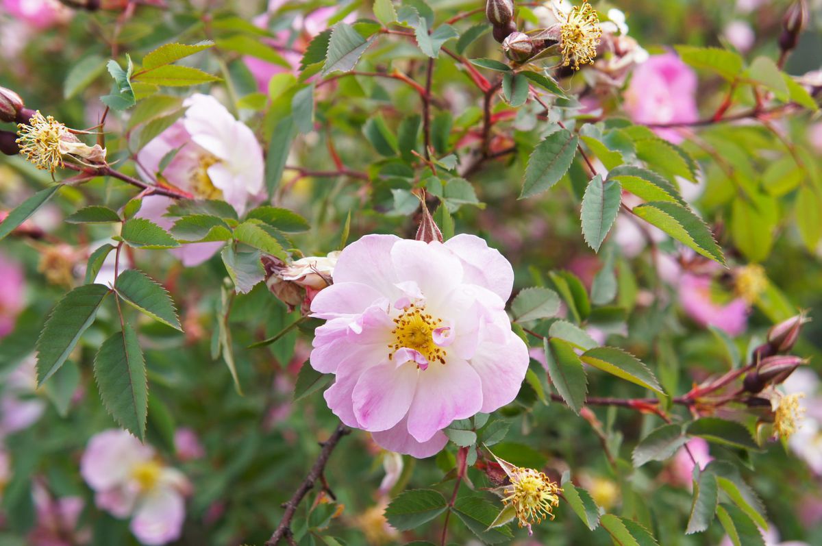 Rosa palustris or swamp rose pink flowers