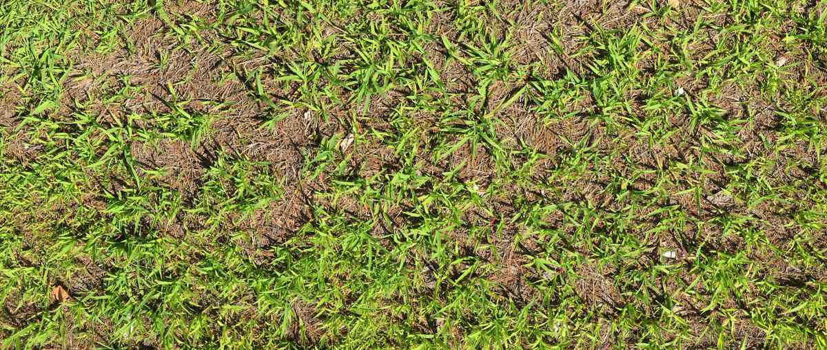Crabgrass infestation in home lawn