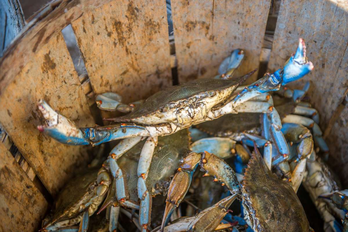Chesapeake blue crab lifts up its claws standing in basket, Dundalk, Maryland.