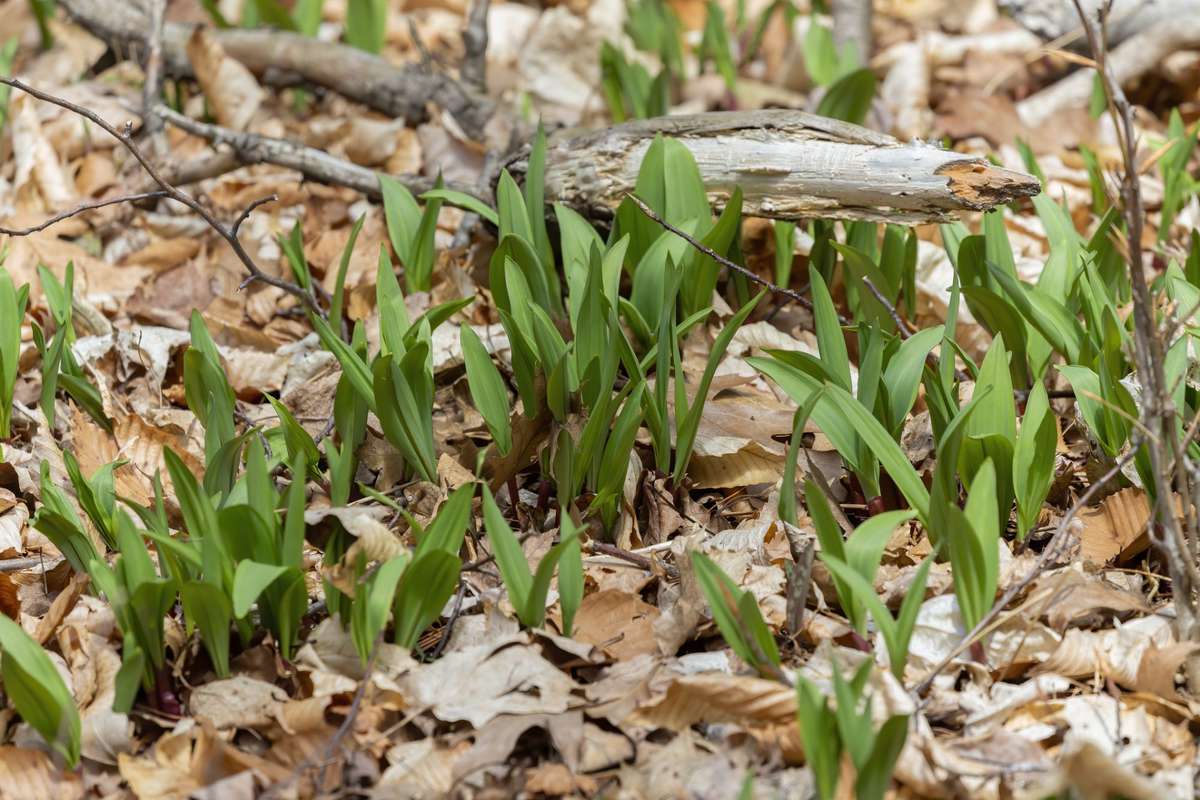 wild ramps shooting up from forest floor