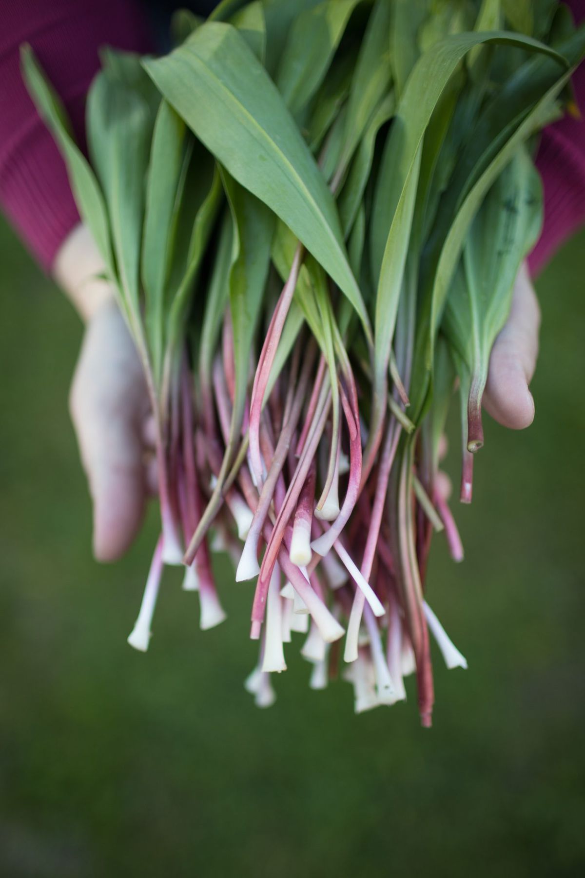 a white woman holds a stack of wild ramps