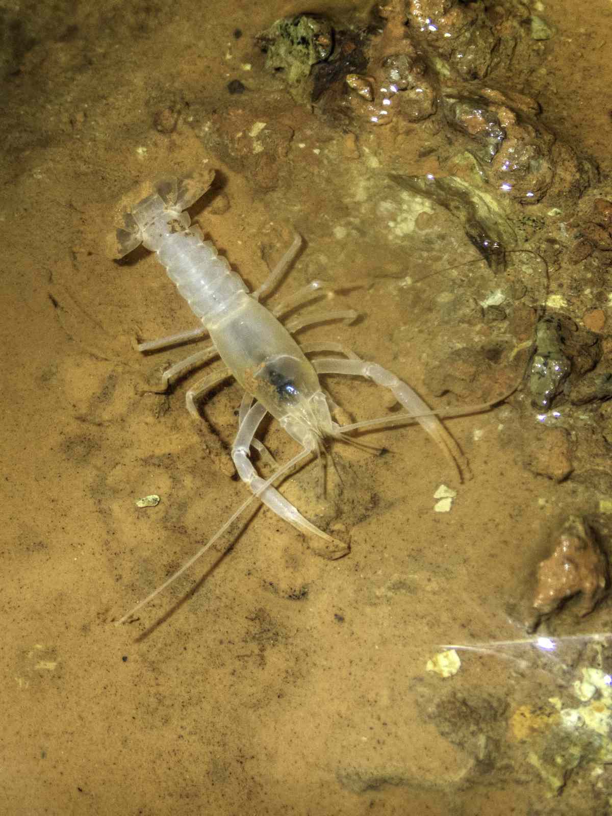Shelta Cave Crayfish