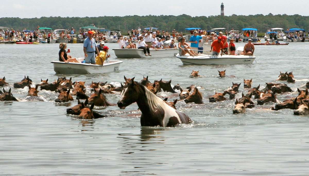 Horses wade in the water among boats.