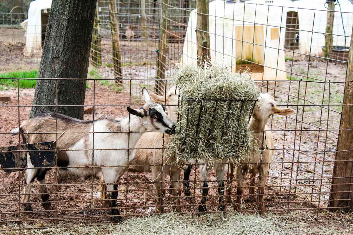 Split Creek Goat Farm